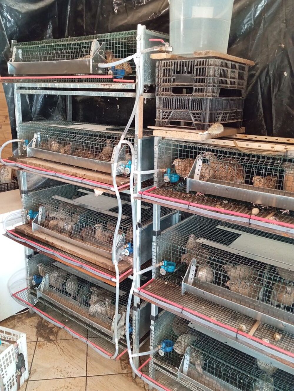   cage pour cailles

