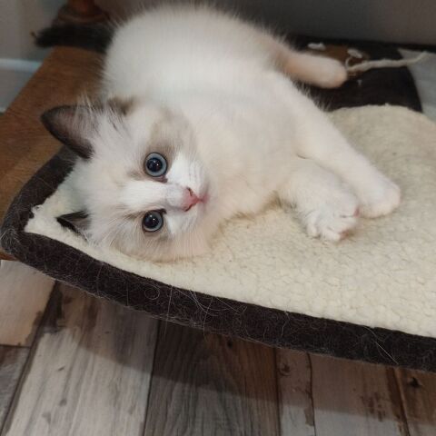 Chaton femelle Ragdoll 1000 85150 Sainte-foy