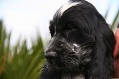   Chiots cockers anglais LOF 