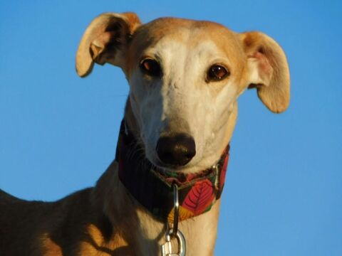 PERLA 7ans, irr&eacute;sistible femelle l&eacute;vrier espagnol 315 24140 Douville