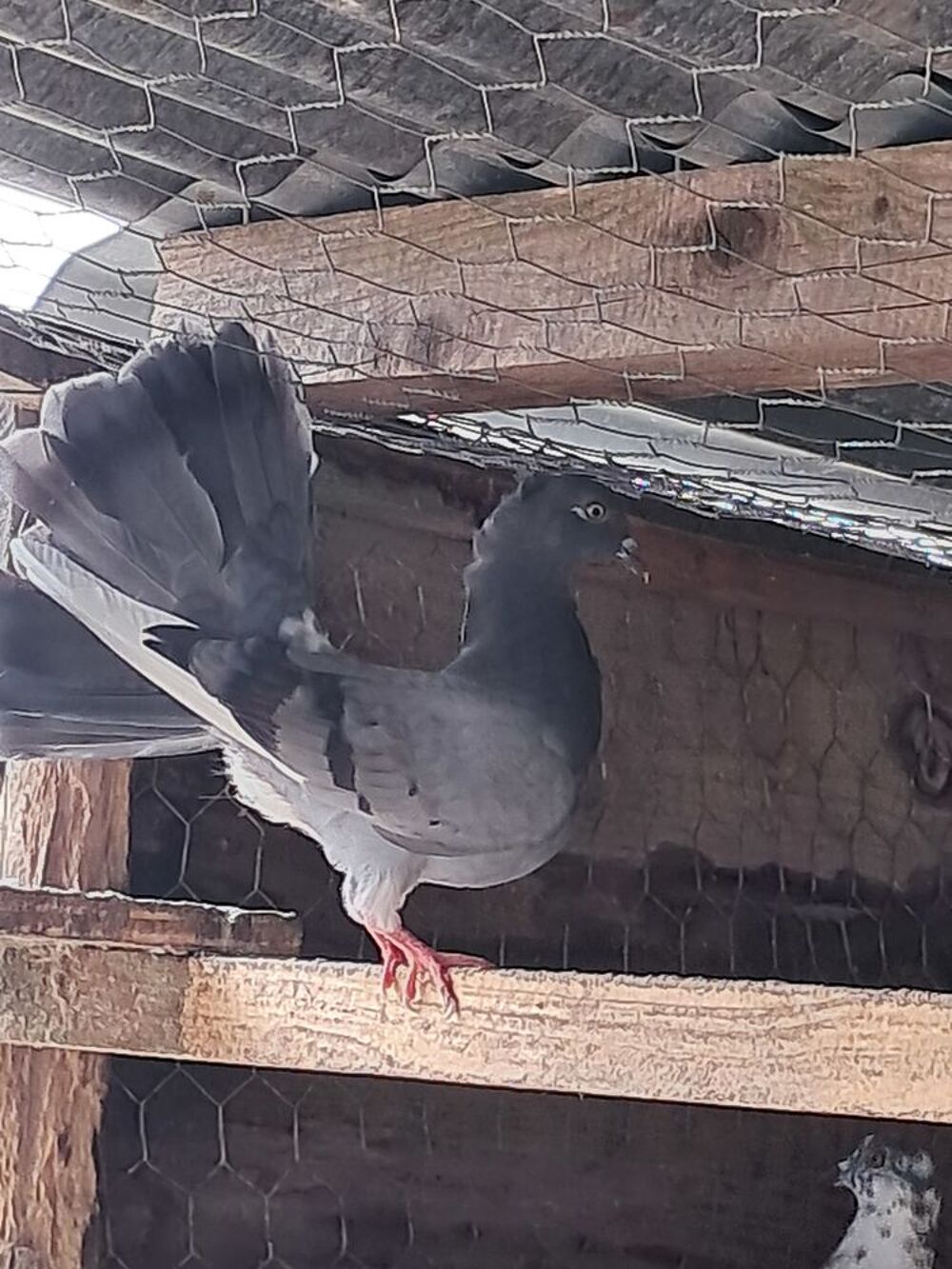   pigeons paon 