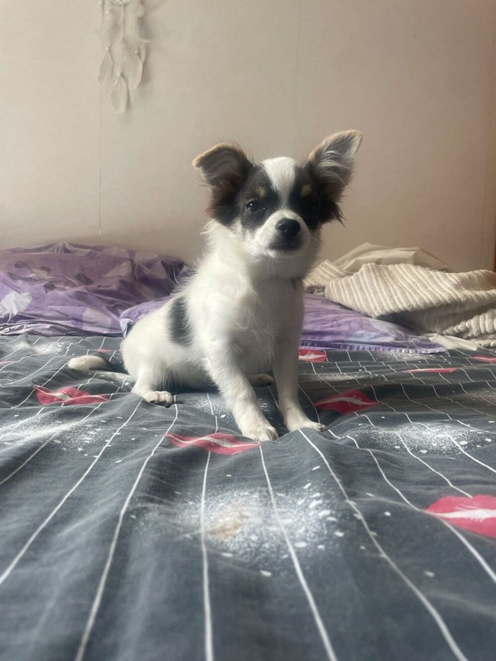   chiot chihuahua mâle poils longs 