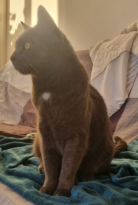 Socrate, magnifique chat gris 180 75017 Paris