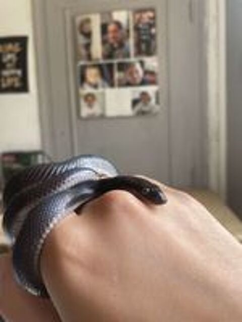   jeune Boaedon fuliginosus Black + Terrarium + Materiel 