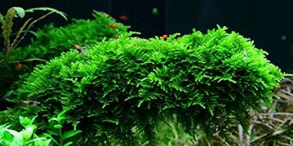   Une portion Mousse de Java Christmas moss 