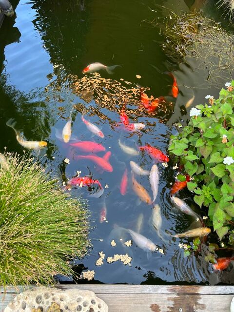 Poissons de bassin vari&eacute;s 0 85440 Talmont-saint-hilaire