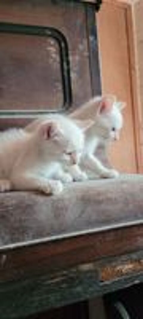    chaton à donner 