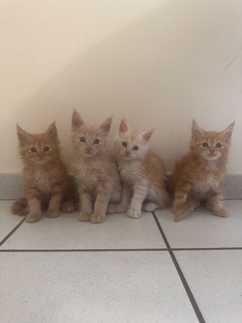 Adorable chatons Maine coon  1000 69400 Porte des pierres dores