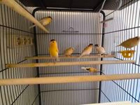   Canaris 2026 