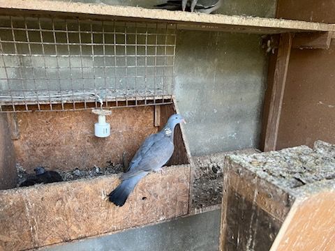 Palombes 20 65370 Izaourt