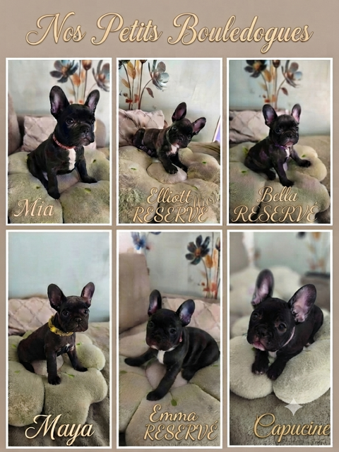  bouledogue Fran&ccedil;ais 700 80120 Fort-mahon-plage