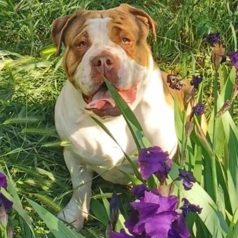 Paco, old english bulldog de 5 ans à l'adoption 350 84190 Vacqueyras