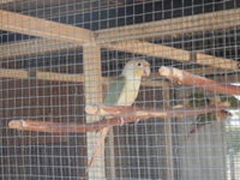   4 jeunes conures molinaé 