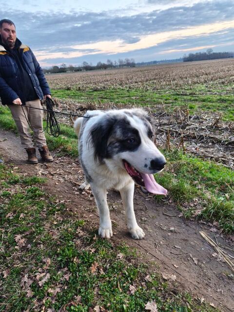 M&acirc;le alabai kangal 0 45600 Saint-p�re-sur-loire