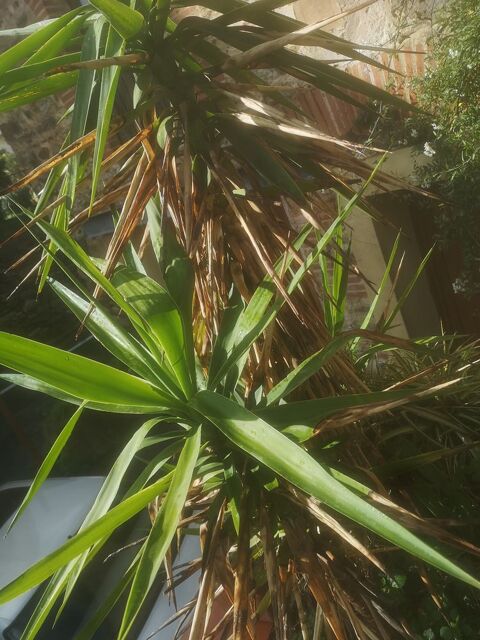 YUCCAS  en POTS  Grands 3m et 2m. 155 Le Boulou (66)