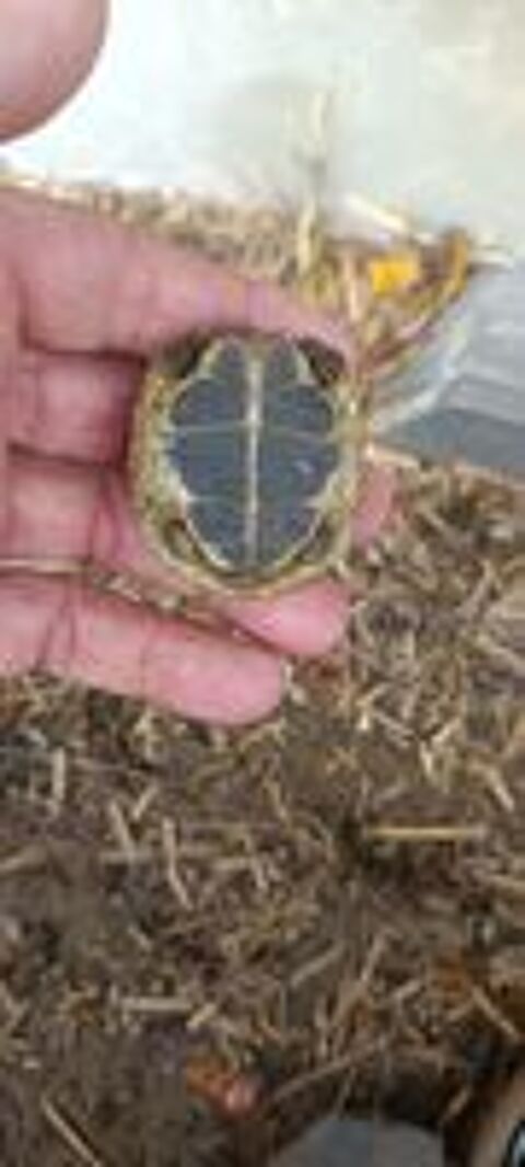   Petite tortue de terre. 