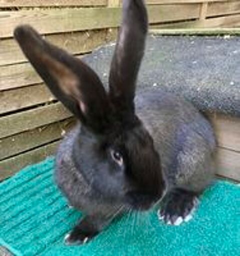   Lapine Géante  