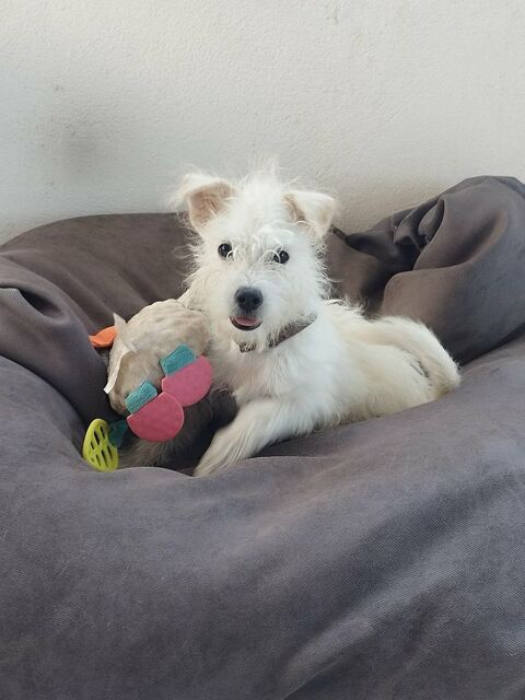 ANIS la malice 300 53000 Laval