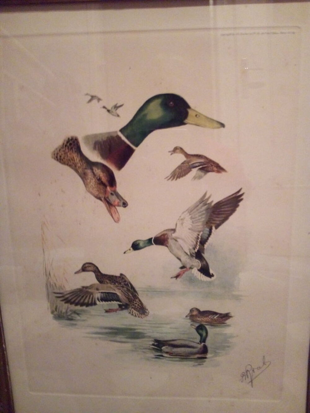 Lithographie animali&egrave;re t&ecirc;tes de canard col vert 