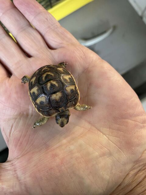 tortue de terre 60 83860 Nans-les-pins