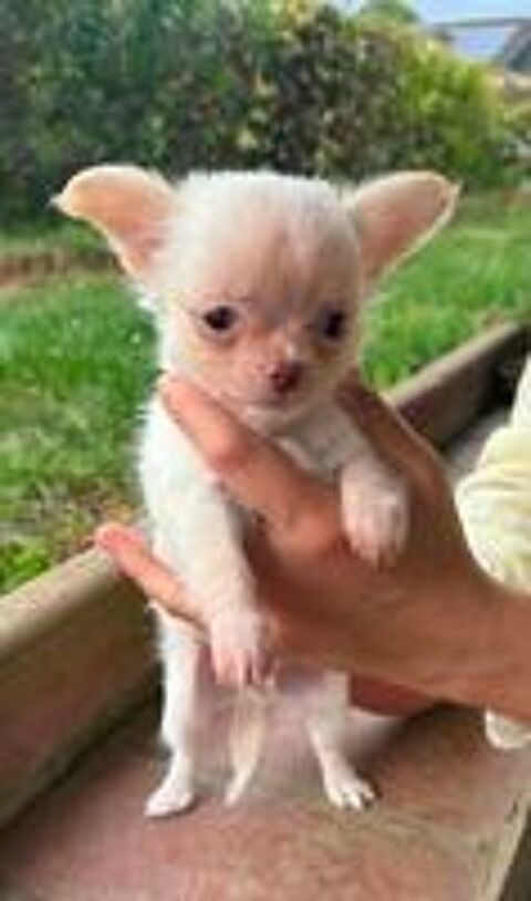   Superbes Chiots Chihuahua mâles et femelles 