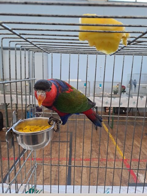 Recherche une femelle lori tricolore Lorius lory lory 0 29720 Trogat