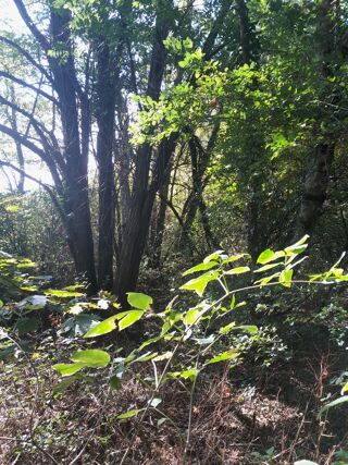  Terrain � vendre 1800 m� Ornacieux