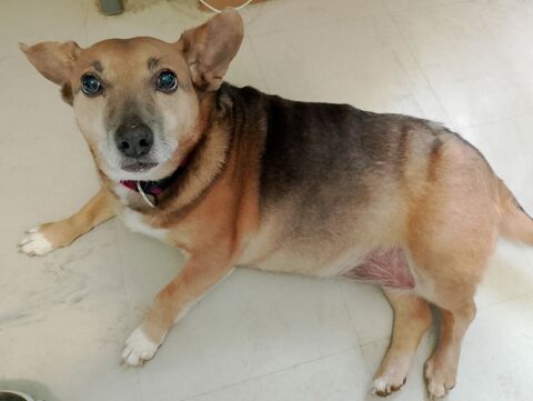 KYLIE x teckel basset 11 ans 80 37000 Tours