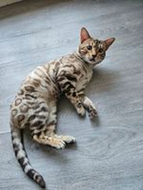   Bengal mâle (Don) 