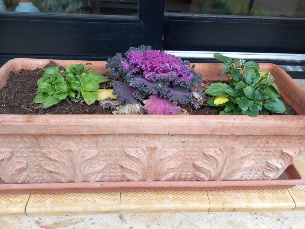 Plantes d'int&eacute;rieur Décoration