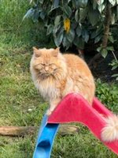   maine coon adulte retraité 5 ans loof 
