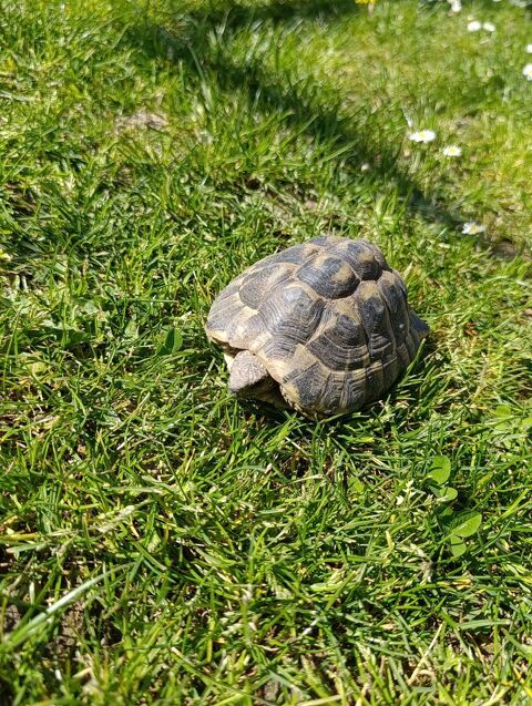 Hermann  150 33670 Cr�on