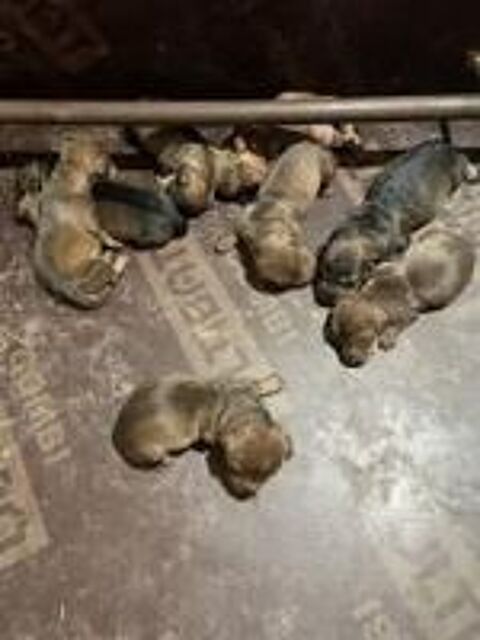   A RESERVER CHIOTS TECKEL STANDARD POIL DUR LOF 