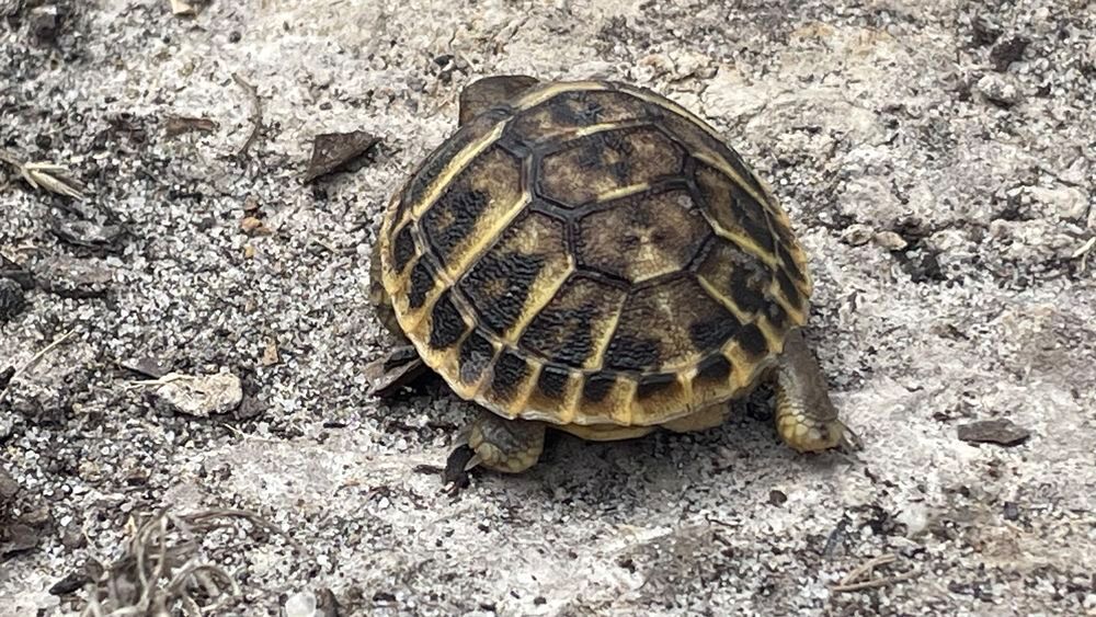   Tortue de terre  