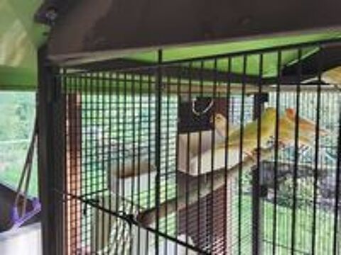   Canaris  