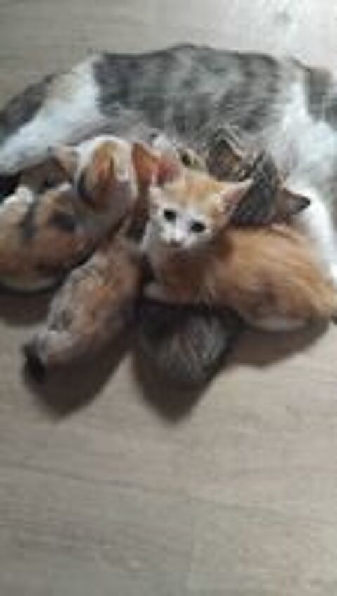   Donne 5 petits chatons  