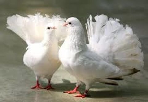 PIGEONS PAONS BLANCS 12 72610 Oisseau-le-petit