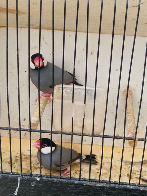 Couple padda de java 2023 et 2024 60 91640 Vaugrigneuse