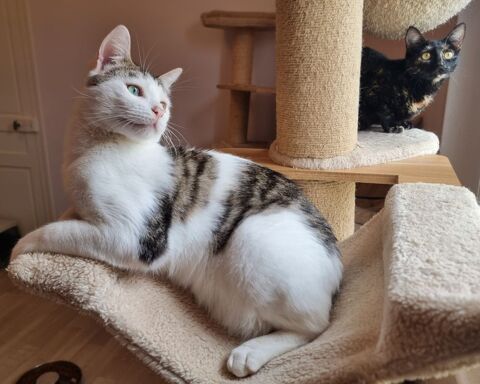 &Agrave; l'adoption jeune chat ou chaton ado de 8 mois st&eacute;rilis&eacute; 0 89520 Saint-sauveur-en-puisaye