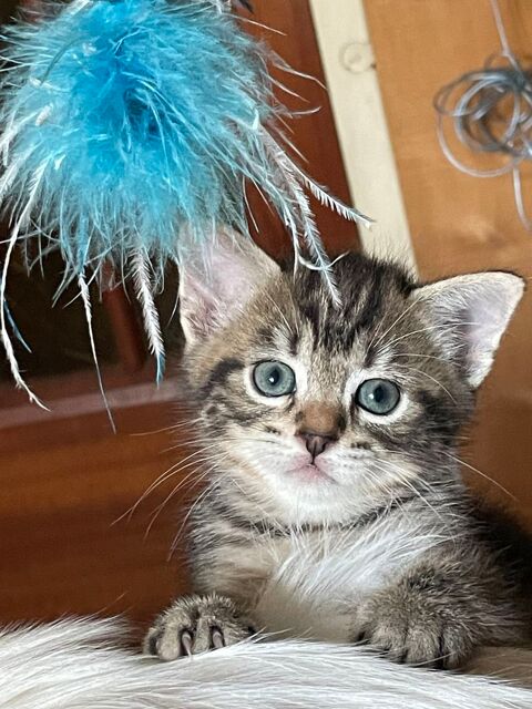 Don de 3 chatons, 2 m&acirc;les et 1 femelle 0 21220 Quemigny-poisot