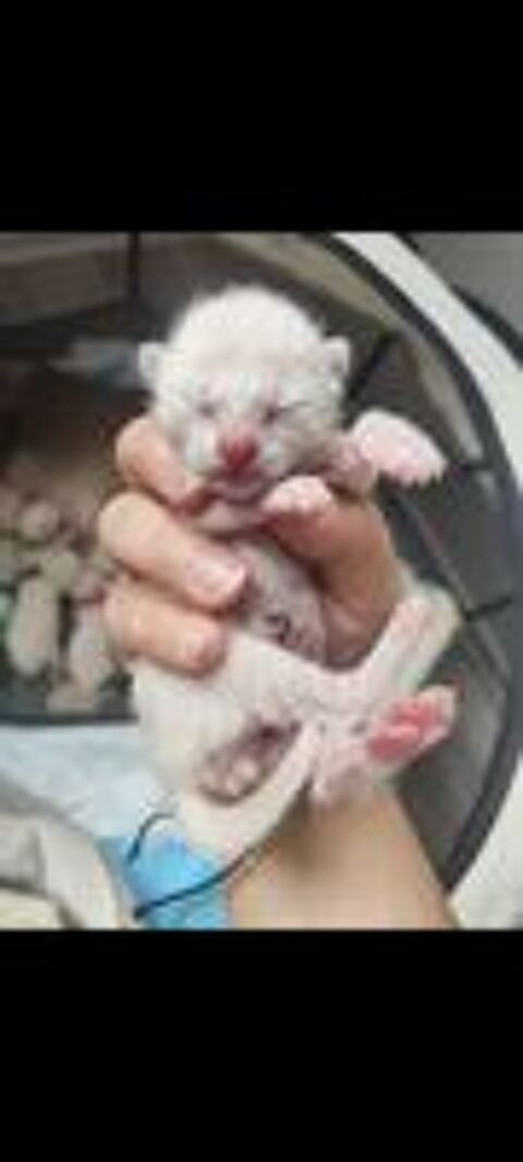   Chaton siamois 