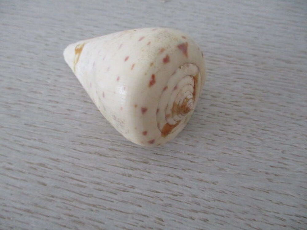 coquillages 