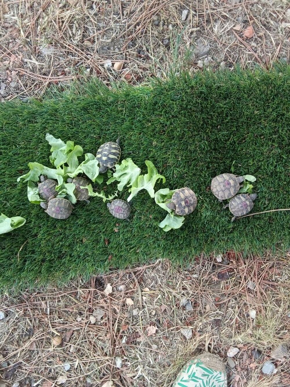   Tortues terrestres  