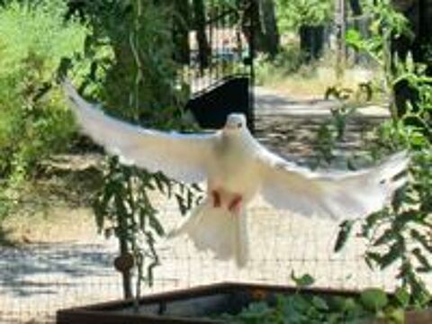   Pigeon blanc paon 