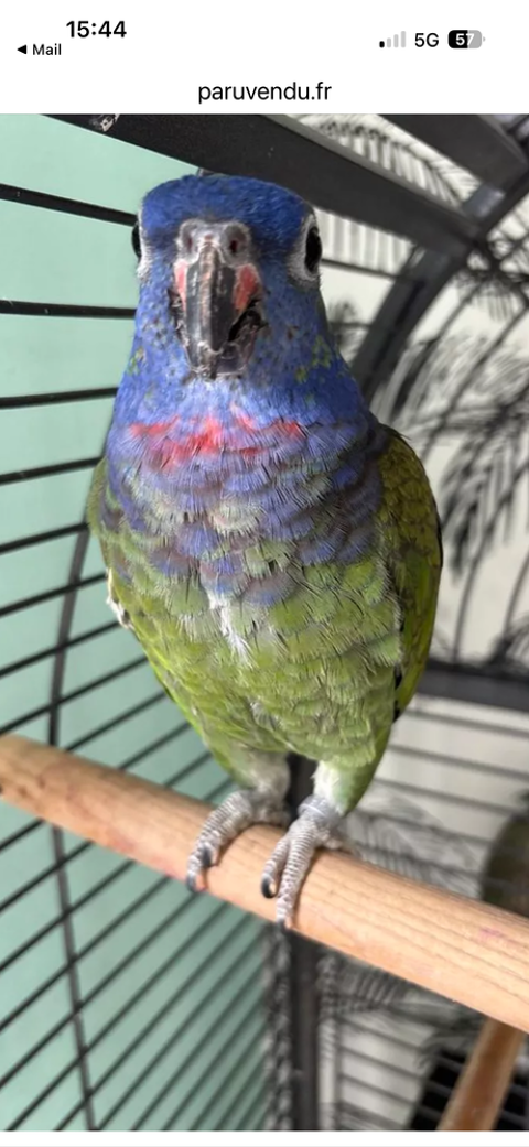 Pionus menstrus ou pione a t&ecirc;te bleue 200 35800 Dinard