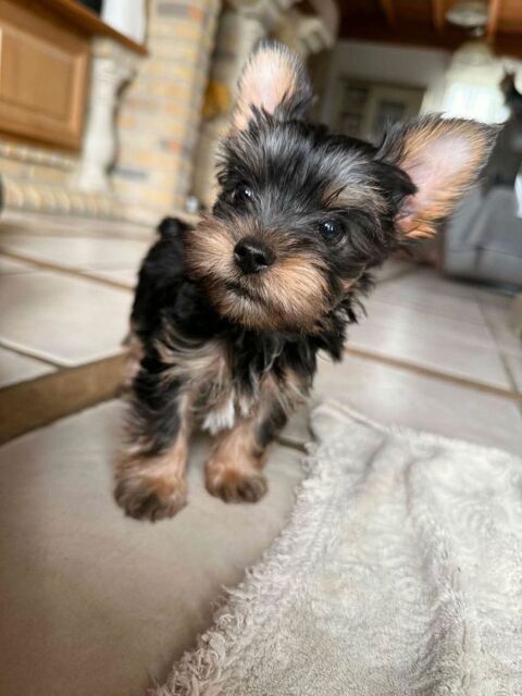 Chiots Yorkshire Biewer 1300 62500 Clairmarais