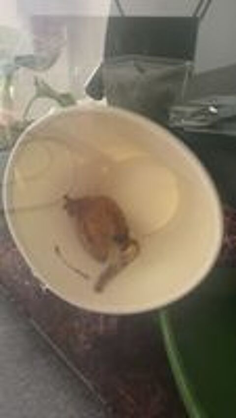   Gecko a crete 