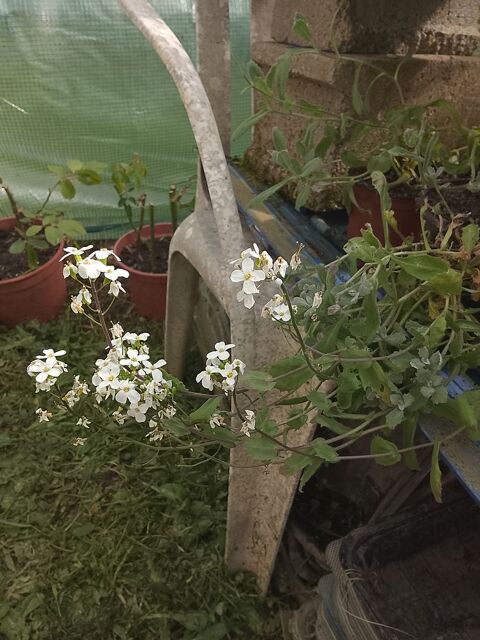 Plantes ornementales et vivaces. Moncoutant (79)