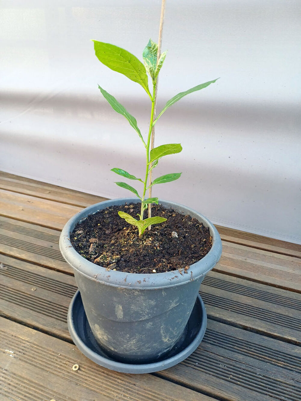 Somptueux BAOBAB hauteur 47cm Jardin