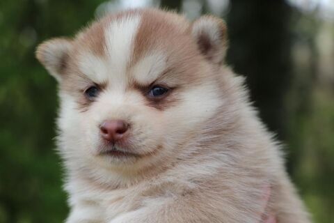 Pomsky F2a mini toy, couleurs exceptionnelles avec p&eacute;digr&eacute;e 1500 53220 Larchamp